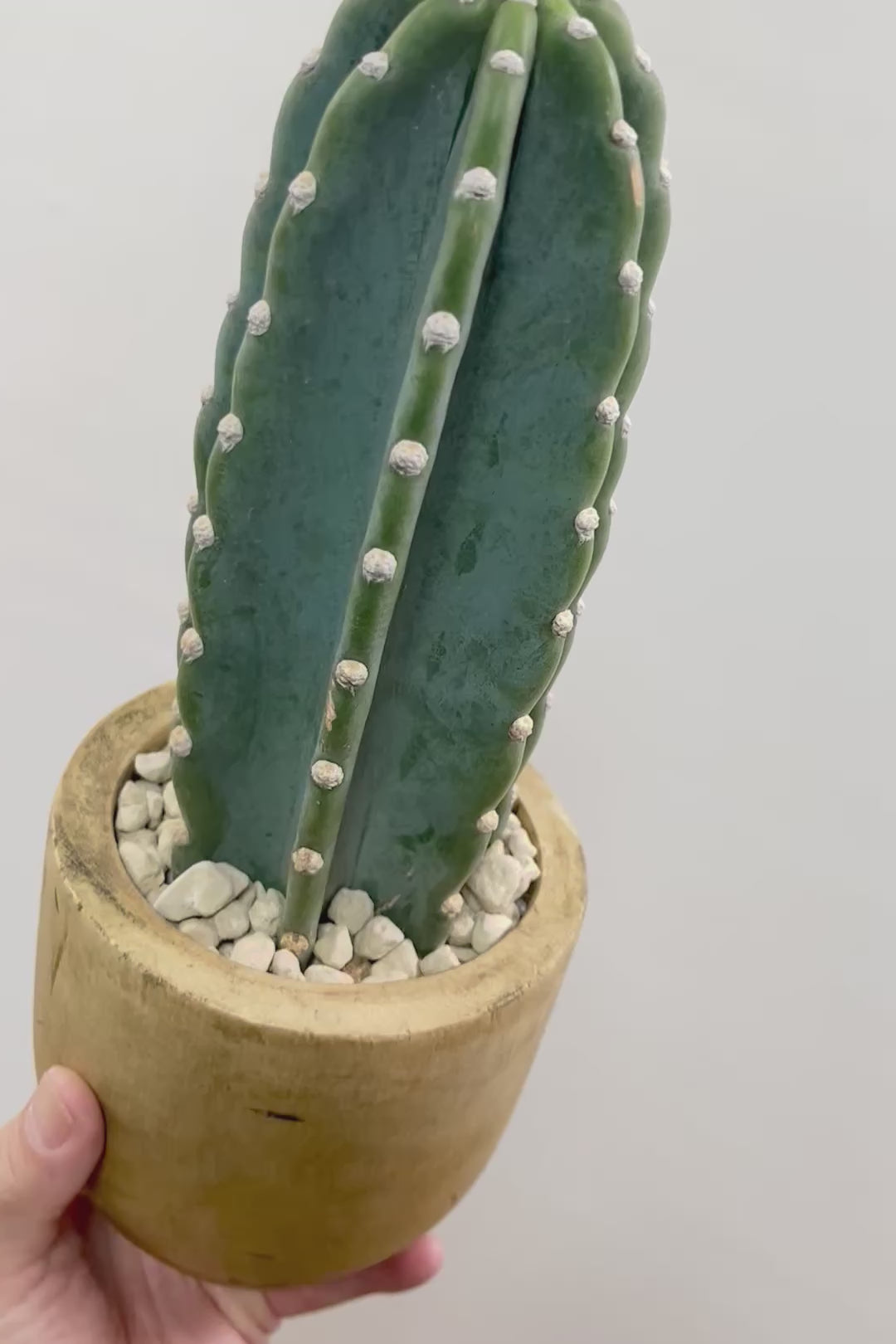 【サボテン 鬼面角】人気の木製POTに合わせました！サボテンの中でも王道中の王道の品種です！