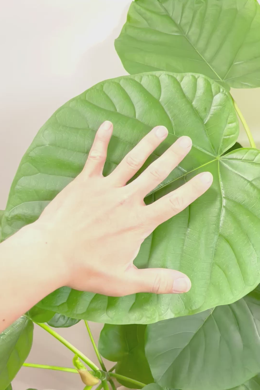 【ウンベラータ】見てくださいこの大きな葉を！これはホント良い樹形！存在感があるのでお部屋のシンボルにピッタリ！