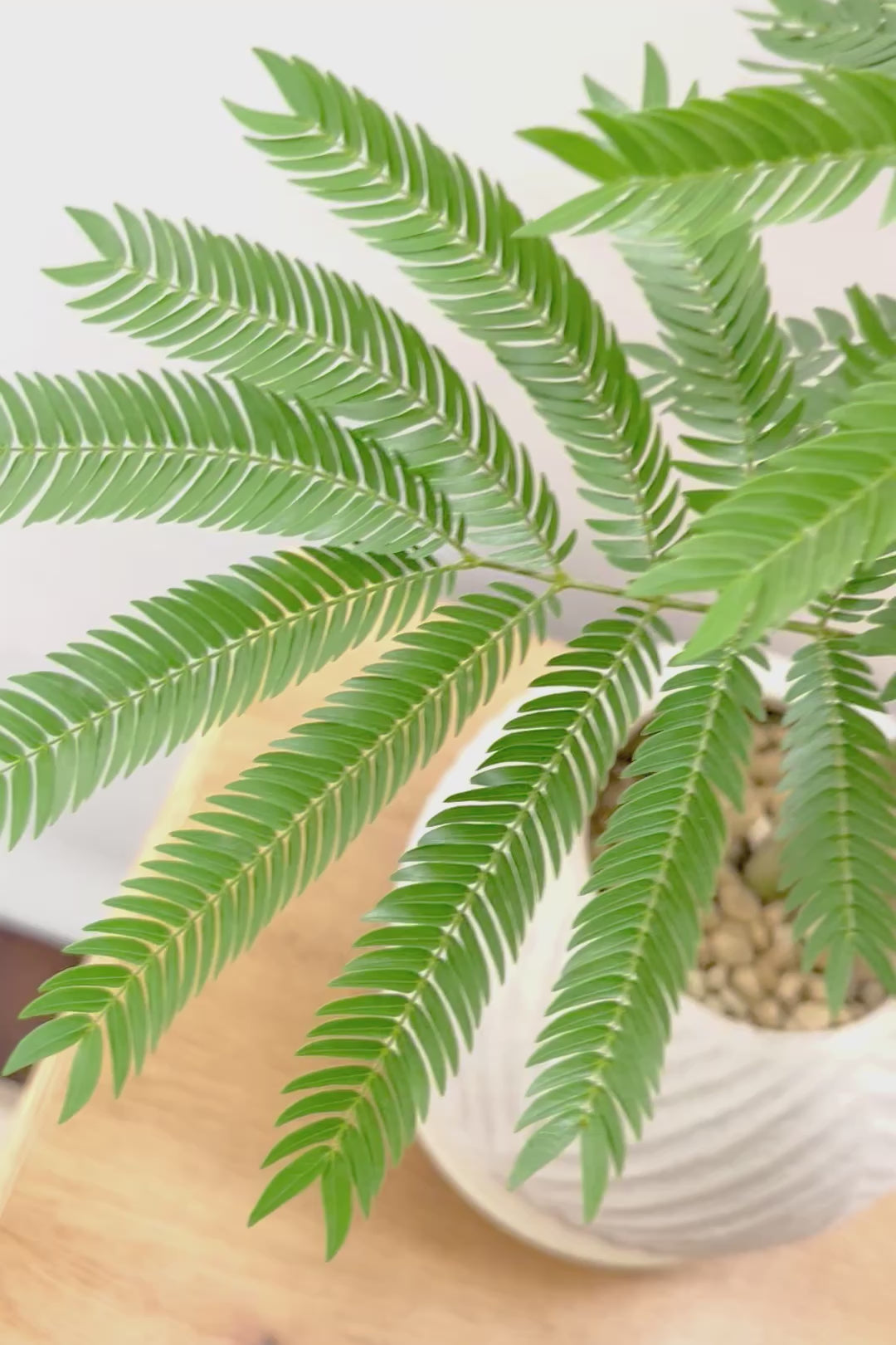 【エバーフレッシュ】シンプルだけど程よいサイズ感！そして雰囲気のある素敵な樹形！葉のバランスがとてもイイ感じですのでおススメです！