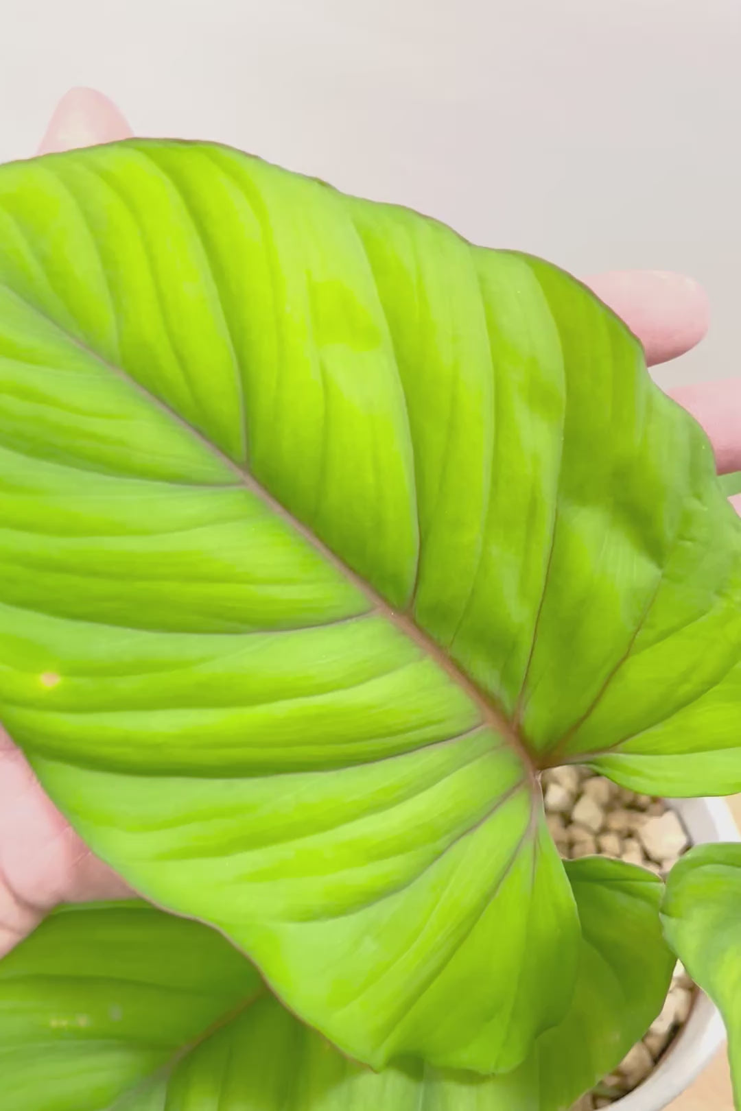 ホマロメナ SPレッドW61396| 観葉植物の通信販売 | APEGO(アペーゴ)