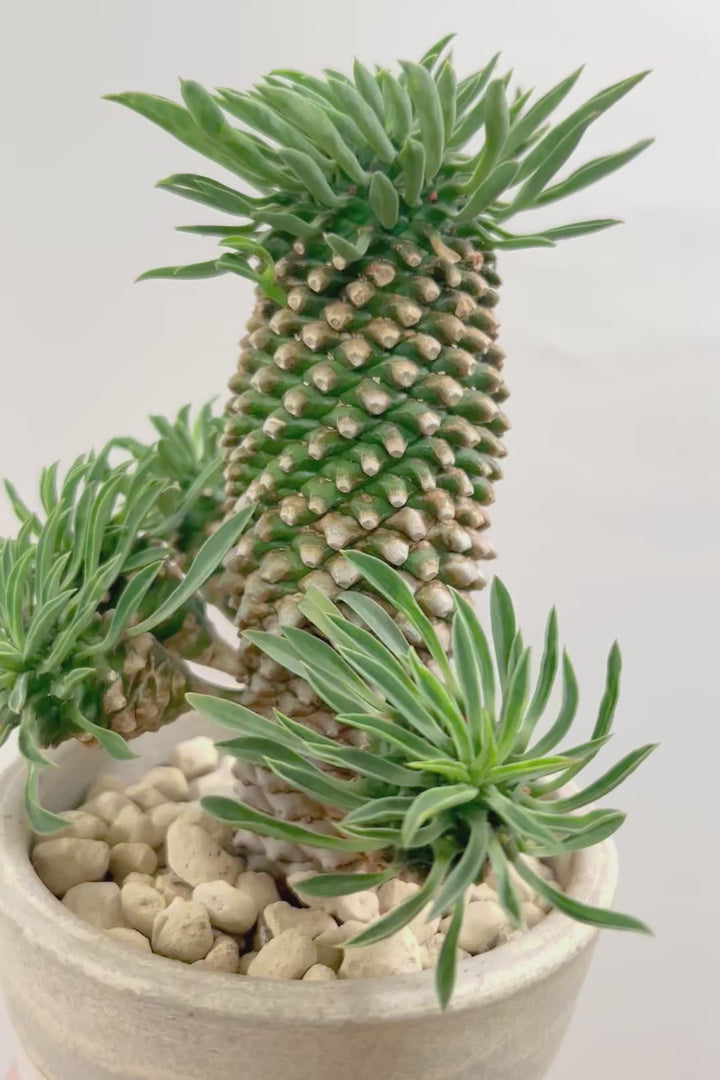 【ユーフォルビア 怪魔玉】パイナップルのような個性的なフォルムの多肉植物！枝ぶりがかわいい子を選んできました！