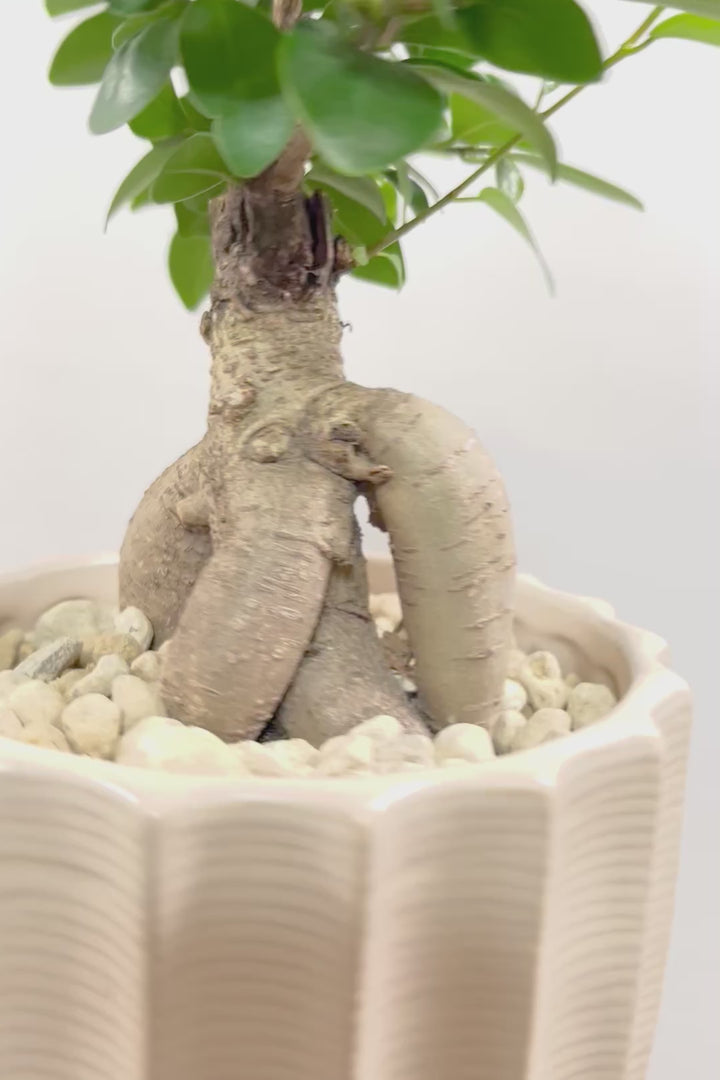 【ガジュマル】ちょっと面白くてかわいい幹！仕入れ時に個性的な幹を選んで仕入れてきました！