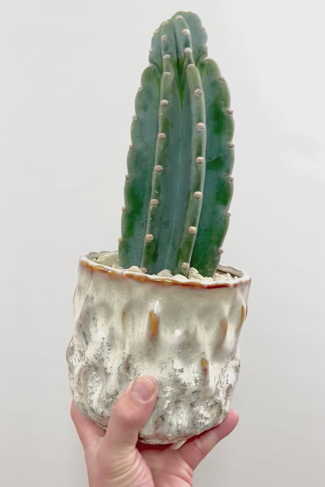 【サボテン 鬼面角】シンプルな樹形！サボテンの中でも王道中の王道の品種です！サボテンで迷ったら迷わずこの品種です！