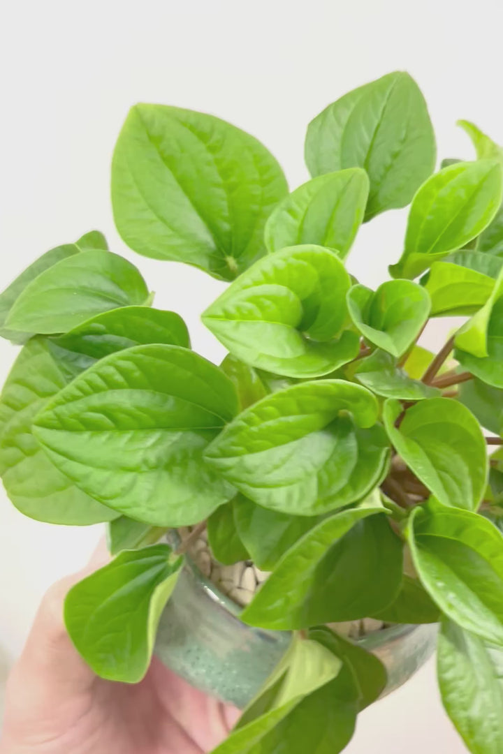 【ペペロミア  ラナ】愛知県のペペロミア生産の名人が作り上げた極上のラナです！ボリューム満点！