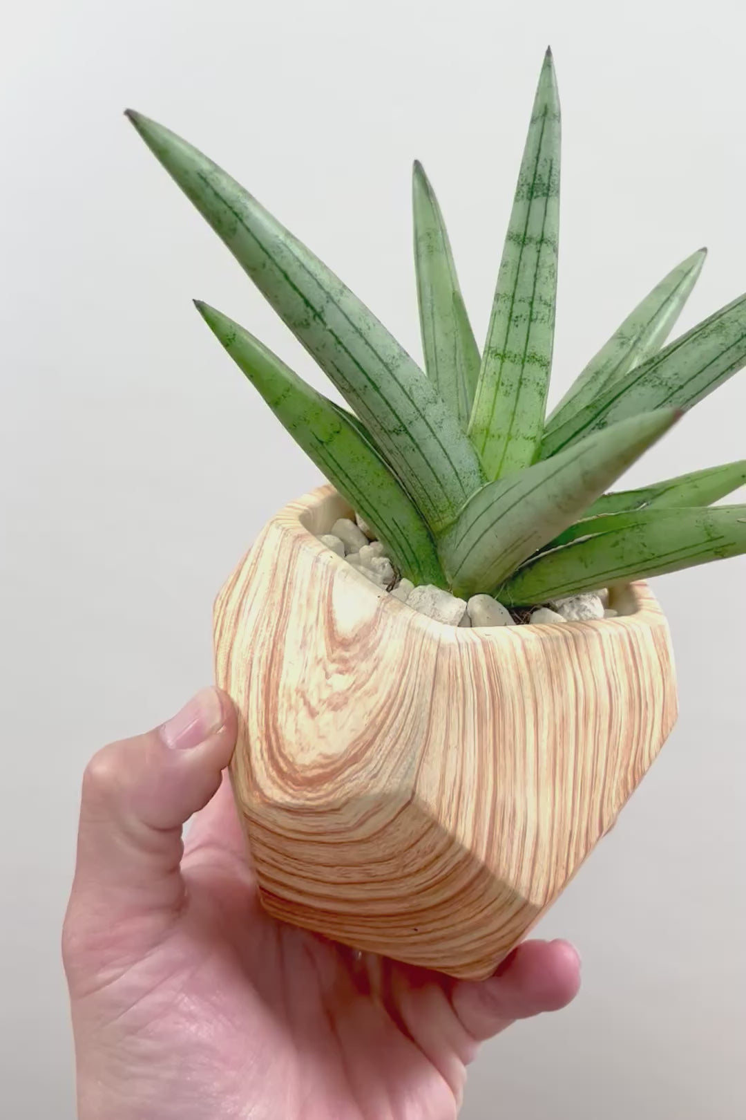 【サンスベリア シルバークラウン】仲良しの生産者さんからいい形のものを分けてもらいました！木製のPOTもGOOD！