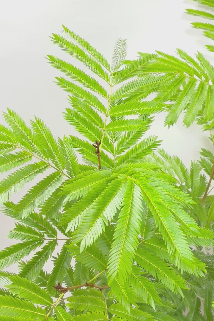 【エバーフレッシュ】高さ155cmのボリュームがあるタイプ！枝葉も多くて見た目のボリュームが素晴らしいんです！