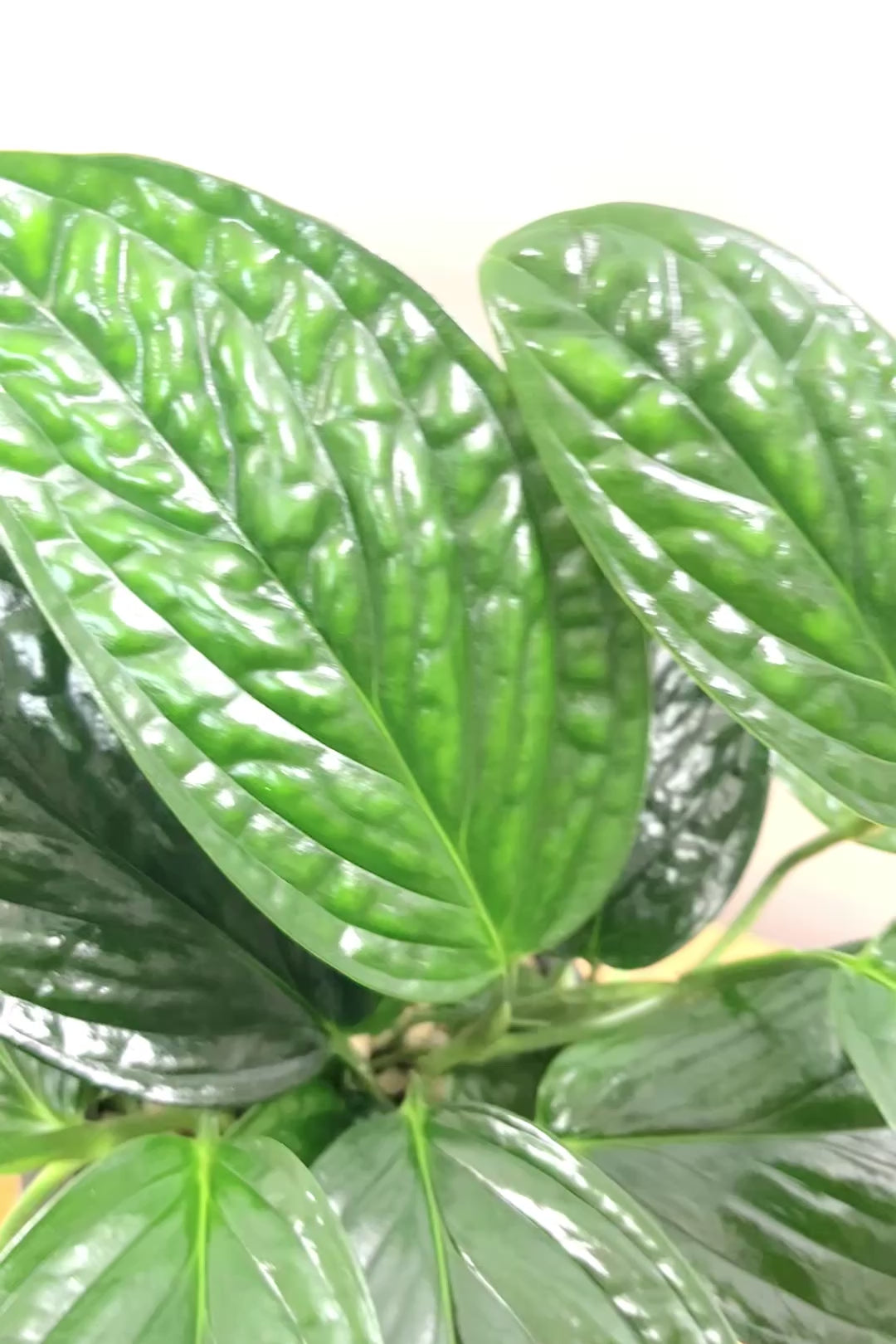 【モンステラ ジェイドシャトルコック】表面が立体的な模様！愛知県のこだわり生産者さんが手がけた素晴らしい個体です！