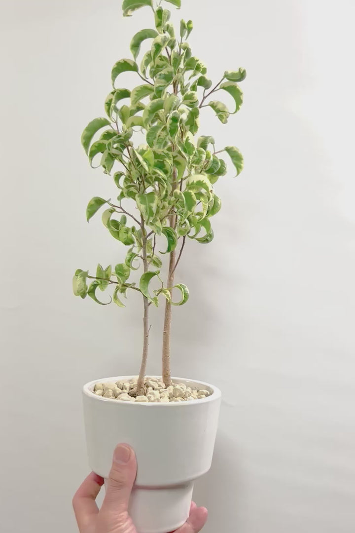 【ベンジャミン シタシオン】シンプルなデザインのPOT♪幹がしっかりとしていますが、かわいいミニサイズ！爽やかな葉っぱが素敵♪