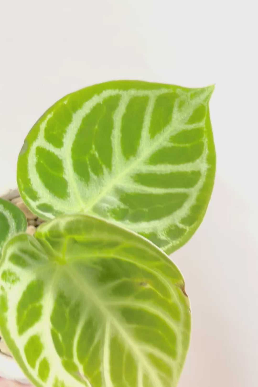 【アンスリウム ドラヤキ】かわいすぎる葉模様！ここまでコンパクトにまとまった個体は希少だと思いますよ！