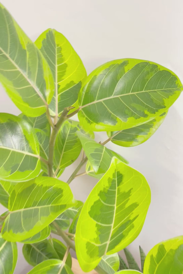 【アルテシマ】超BIGサイズ！葉も大きくて存在感がありますので、贈り物やお部屋のシンボルツリーとしていかがでしょう？