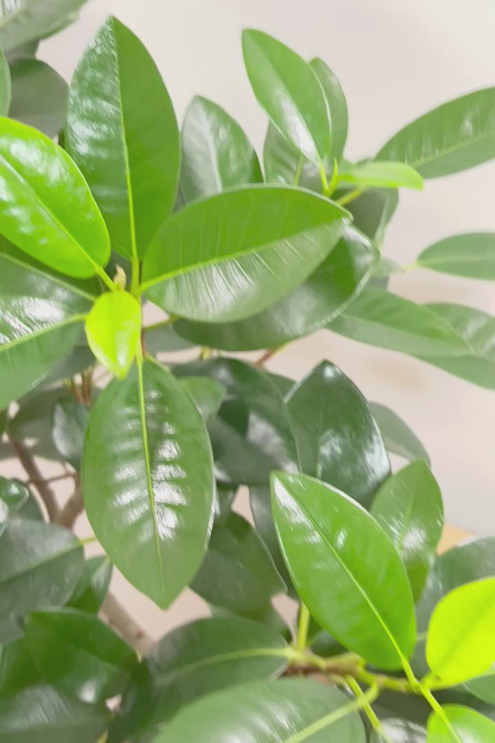 【フランスゴム】ボリュームのあるタイプ！沖縄の温暖な環境ですくすくと生長しました！