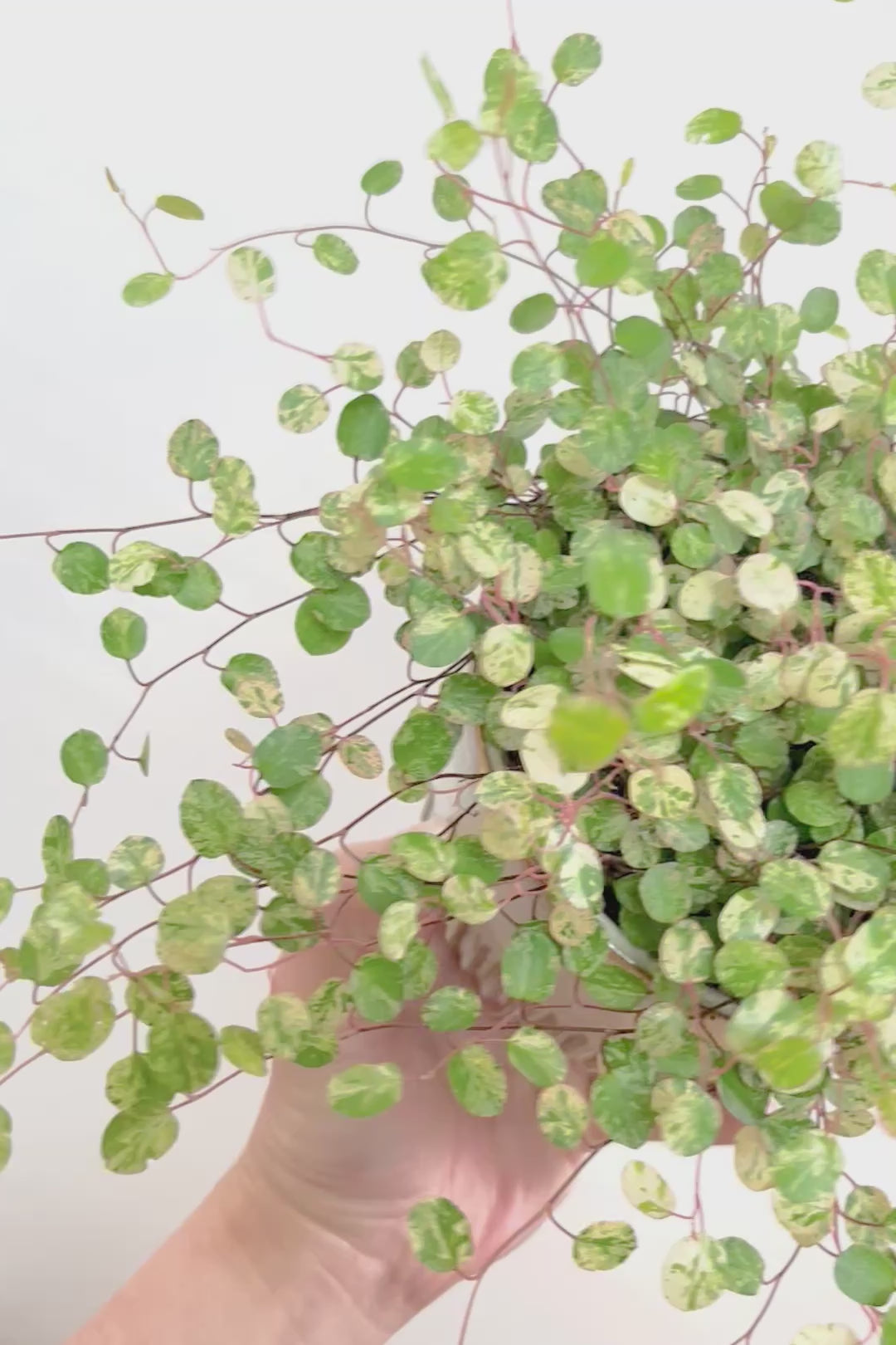 【ワイヤープランツ スポットライト】再入荷！そして最後の在庫です！斑がとてもシックで大人色。暑さ寒さに強く育てやすいです！