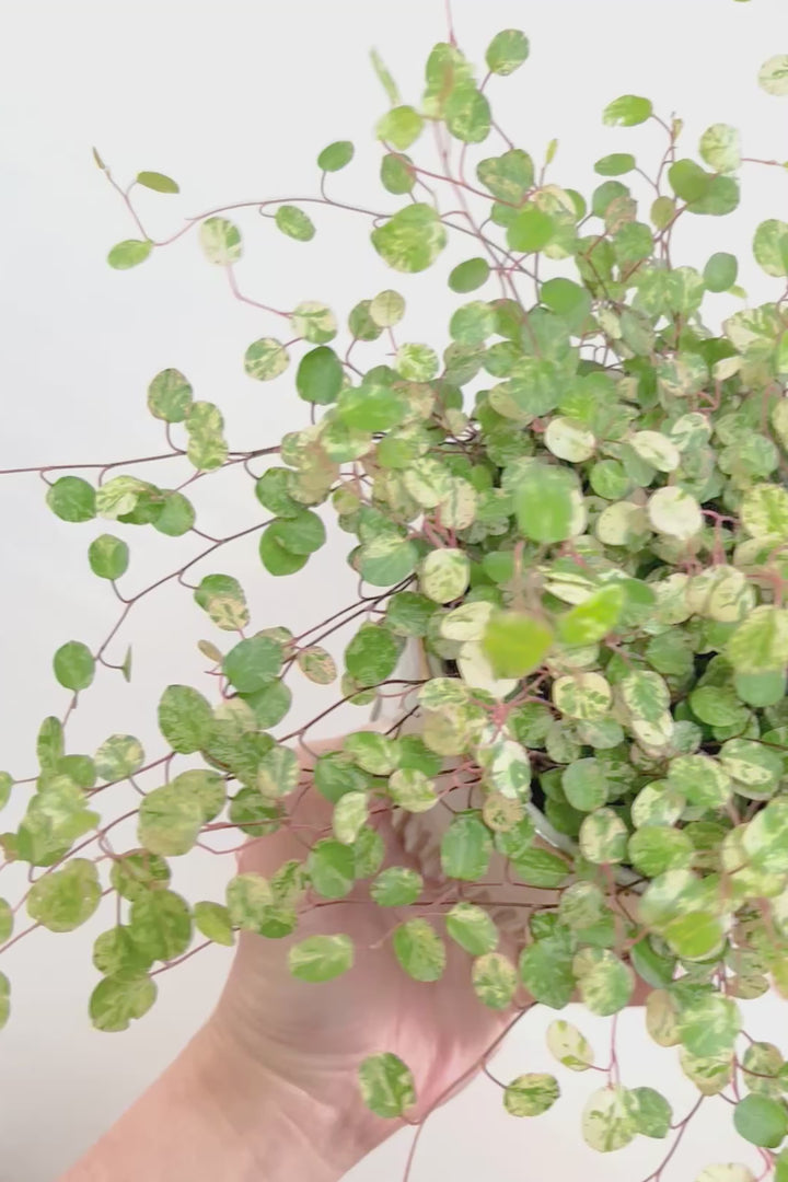 【ワイヤープランツ スポットライト】再入荷！そして最後の在庫です！斑がとてもシックで大人色。暑さ寒さに強く育てやすいです！