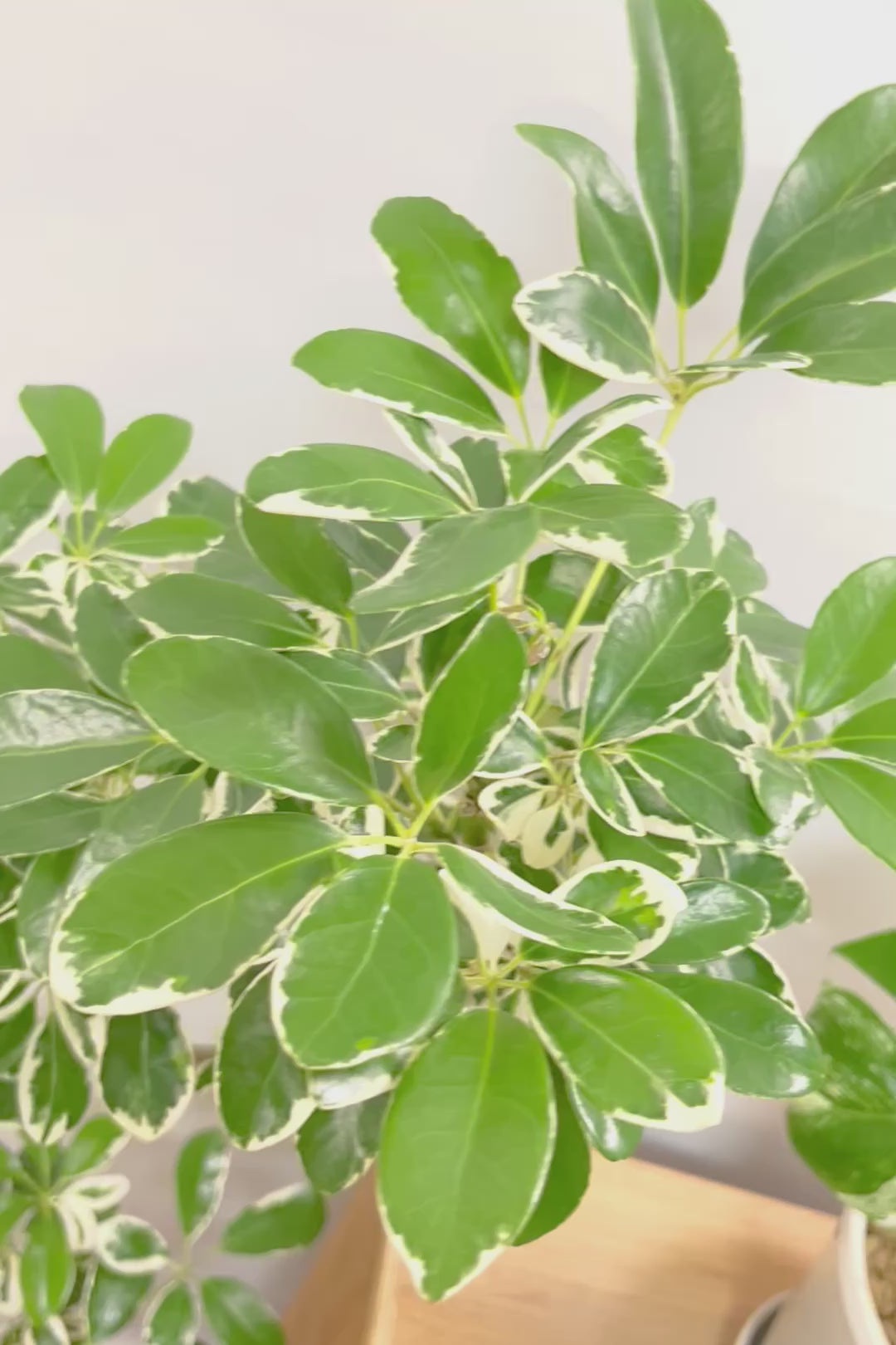 【シェフレラ ミルキー】カッコいい樹形とボリュームのある大きさ！ホワイト＆グリーンのとってもかわいい葉が特徴です！