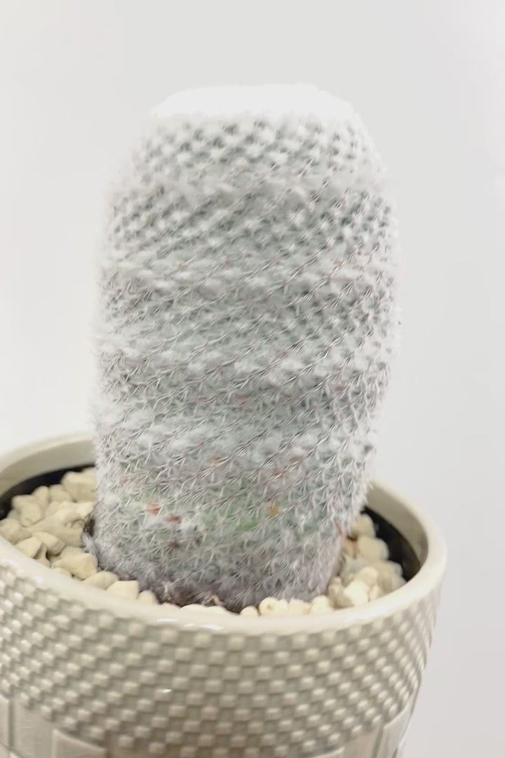 【マミラリア 希望丸】シンプルな樹形！サボテンの中でも人気の高いホワイト系！傷もなく上質な逸品ですよ！