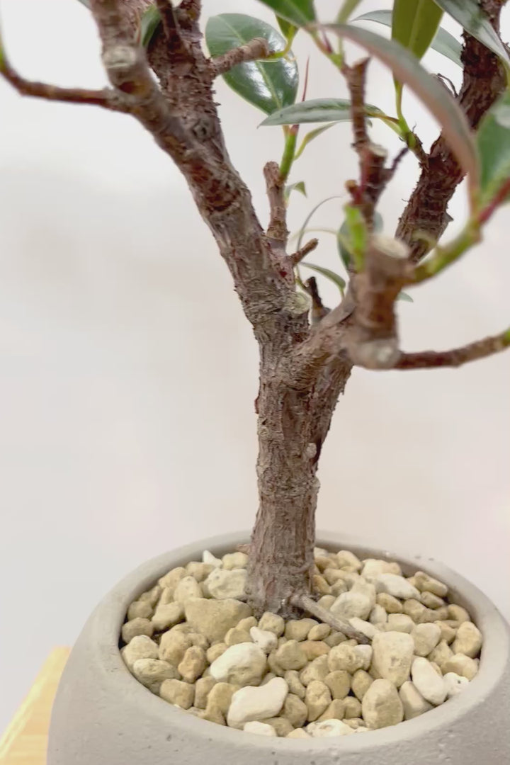 【フィカス・メラニー】ブラックに近い濃いグリーンの葉がシブイ！ゴムの木の中でも育てやすい人気種です！