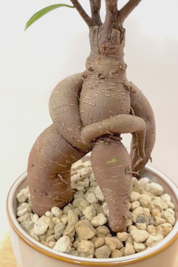 【ガジュマル】この幹は唯一無二！仕入れ時に個性的な個体を選んで仕入れてきました！おすすめです！