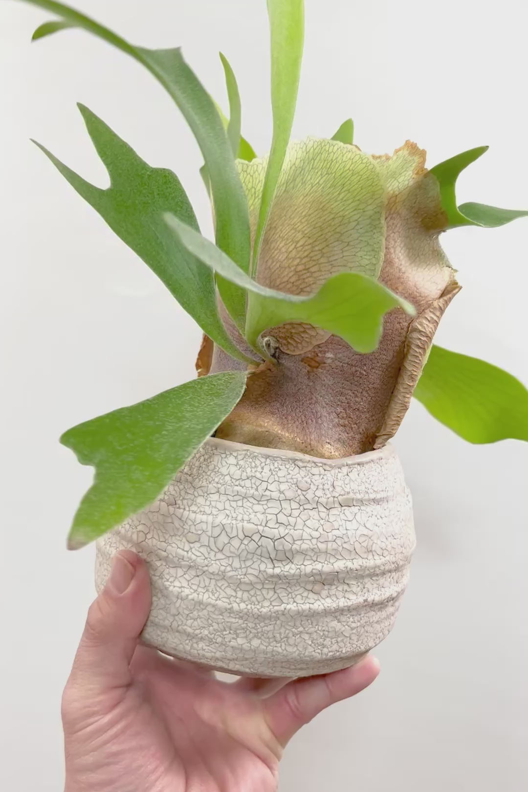 【コウモリラン アルシコルネ】このサイズ感はかなり希少！愛知県のコウモリランの有名生産者さんのこだわりの逸品！