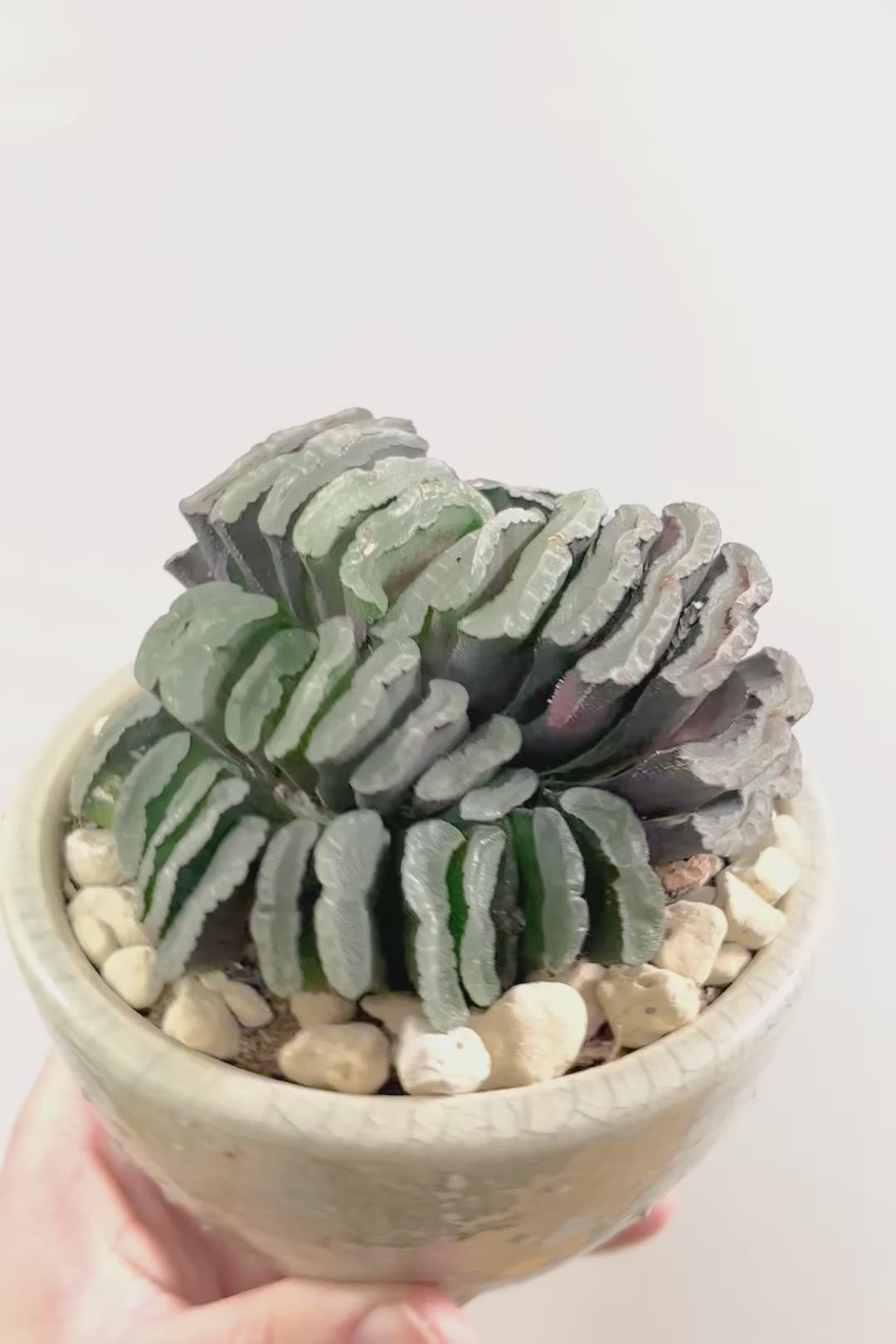 【ハオルチア 玉扇】限定1鉢！ハオルチアの中でも最高峰の硬葉タイプ！フォルムもキモカワで素敵♪