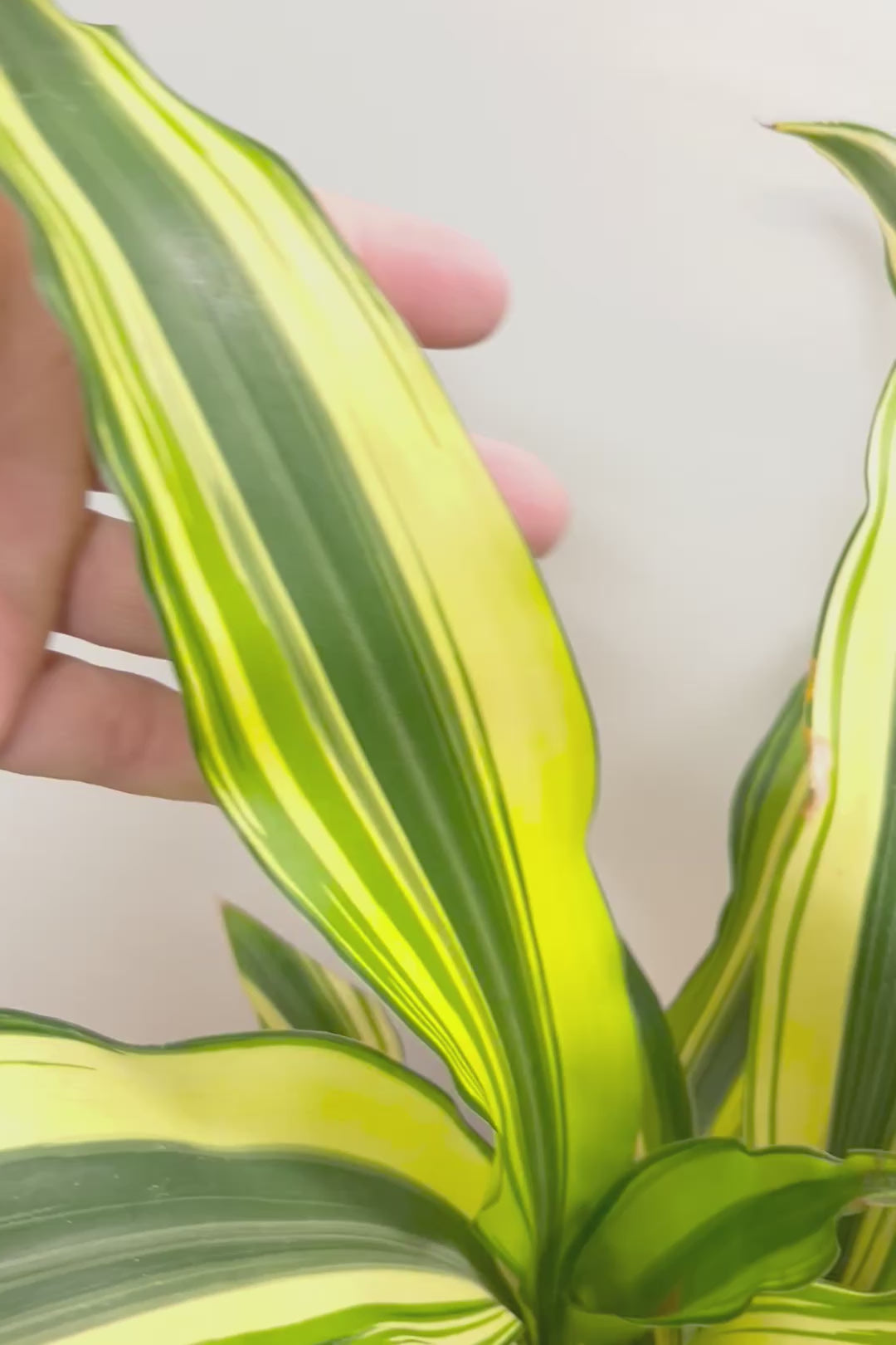 【ドラセナ イエロー】品種名は分からないのですが、とにかく葉色がキレイ！ボリュームがありますし育てやすいんです！