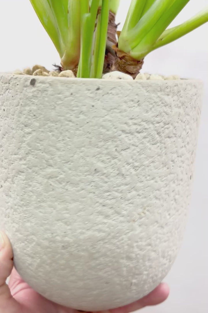 【クッカバラ】このサイズ感でここまで幹が立派なものそんなに入荷しません！是非ともお勧めします！