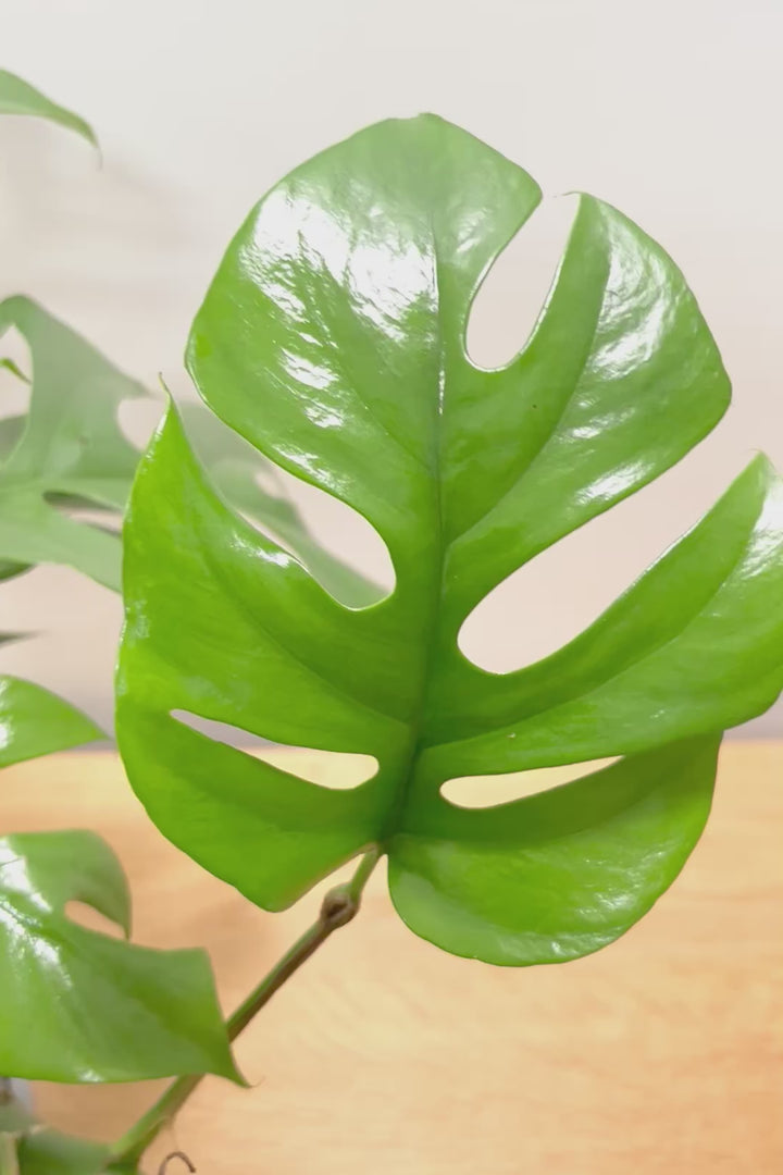 【モンステラ ミニマ】一番人気のサイズ！かなりボリュームあります！葉もとてもきれいで最高の状態です！