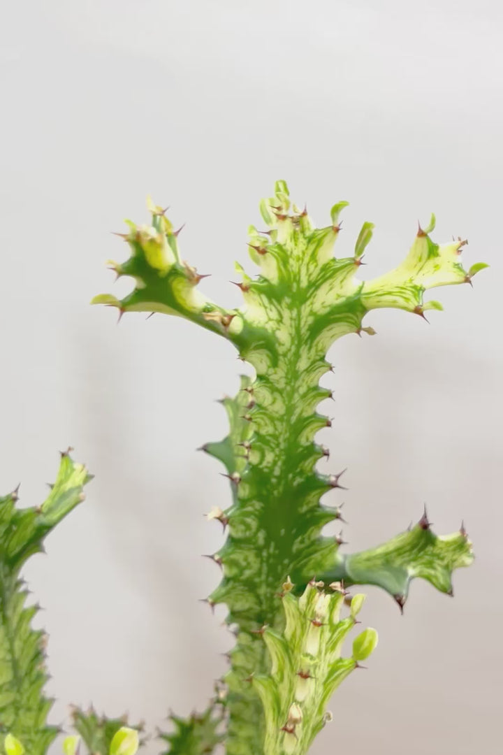 【ユーフォルビア トリゴナイエロー】この樹形はスゴイ！今後二度と出会うことがないくらい素晴らしい樹形です！