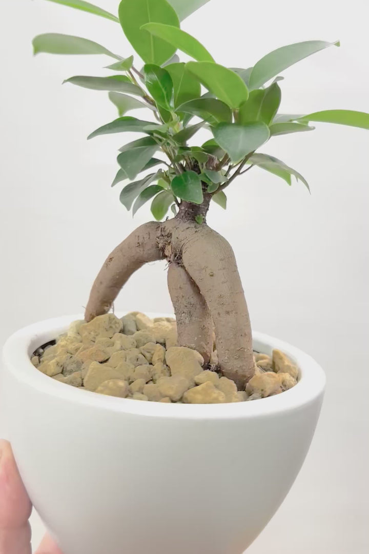 【ガジュマル】頑張って踏ん張っているような幹がかわいい！仕入れ時に個性的な枝を選んで仕入れてきました！おすすめです！
