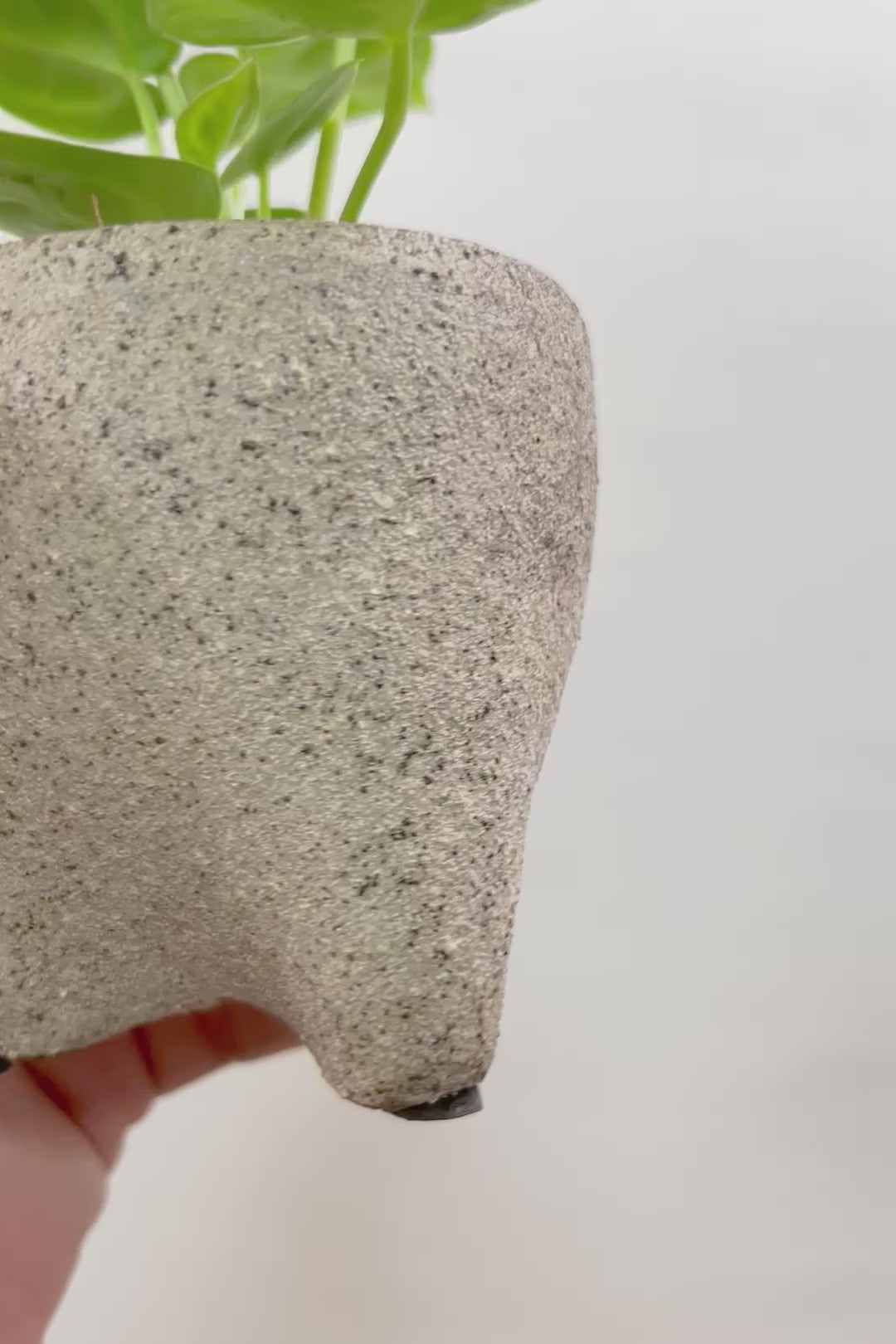 【アンスリウム ドラヤキ】全高18cmのかわいいサイズ！APEGO新作のカワイイ脚付きPOT！これは良い組み合わせだと思う！