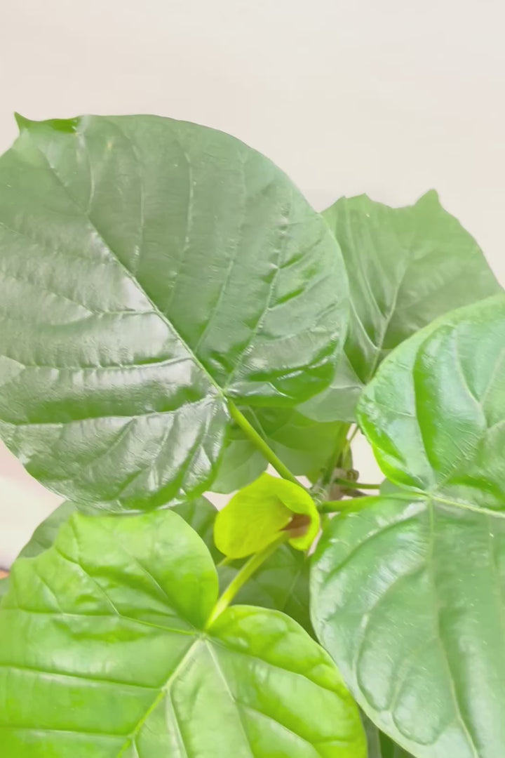 【ウンベラータ】このサイズはこれがラストの在庫です！葉付きが良くてナイスバランス！曲り樹形の名手でもある生産者さんが手塩に掛けたバランスの良い素晴らしい樹形です！