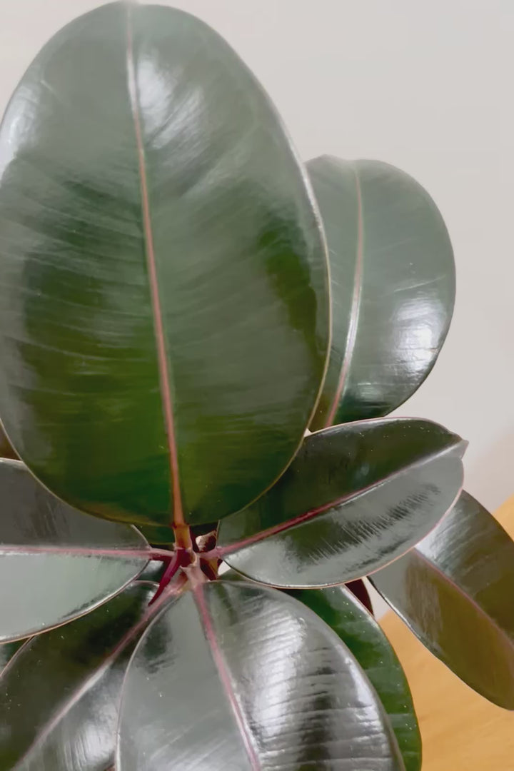 【フィカス・バーガンディ】素晴らしい植物を作る埼玉県の名人生産者さんが手がけました！素晴らしい樹形です！