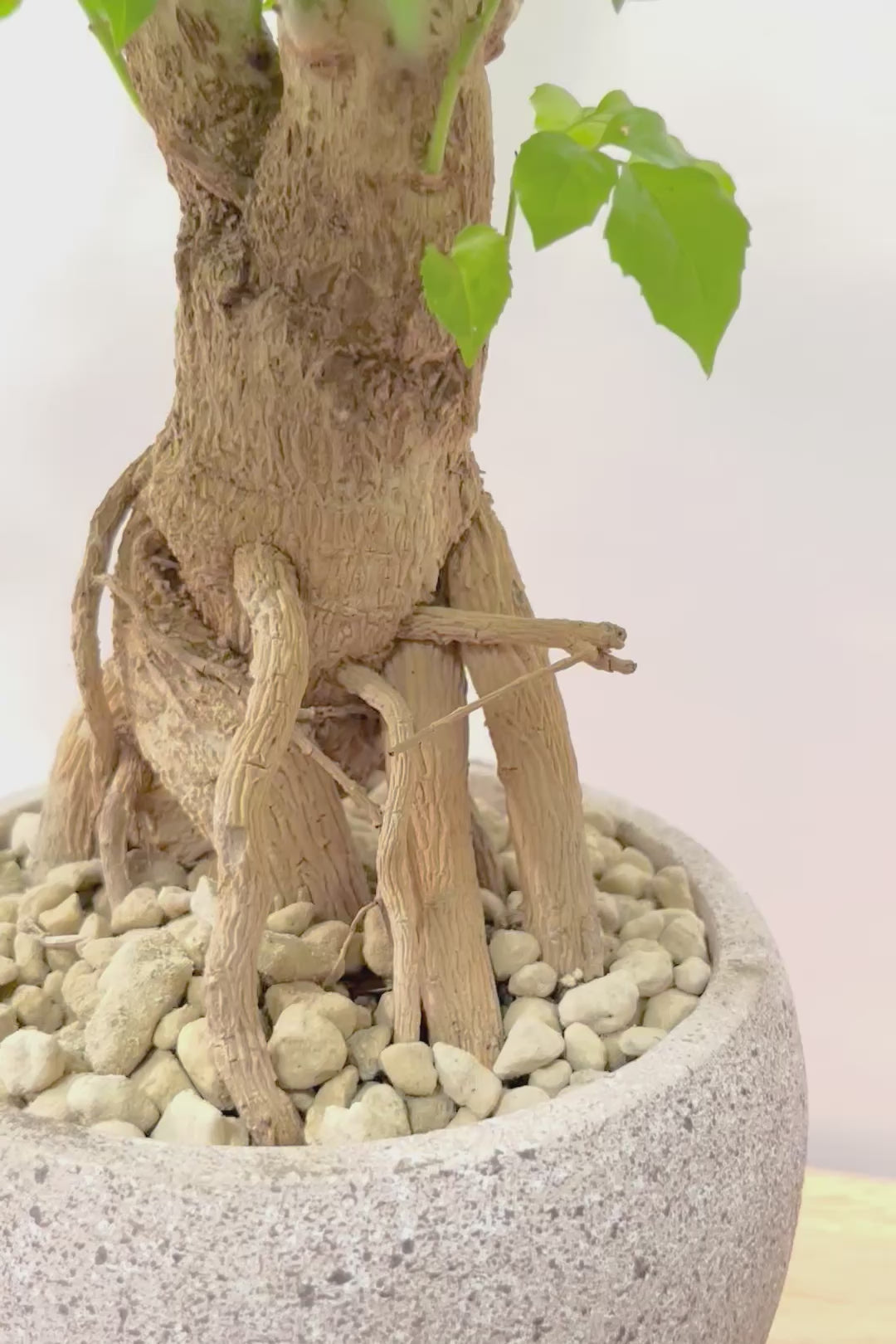 【ヘテロパナックス】BIGサイズ！奇々怪々な幹と言ってもイイと思う。とにかく個性があふれる幹なんです！