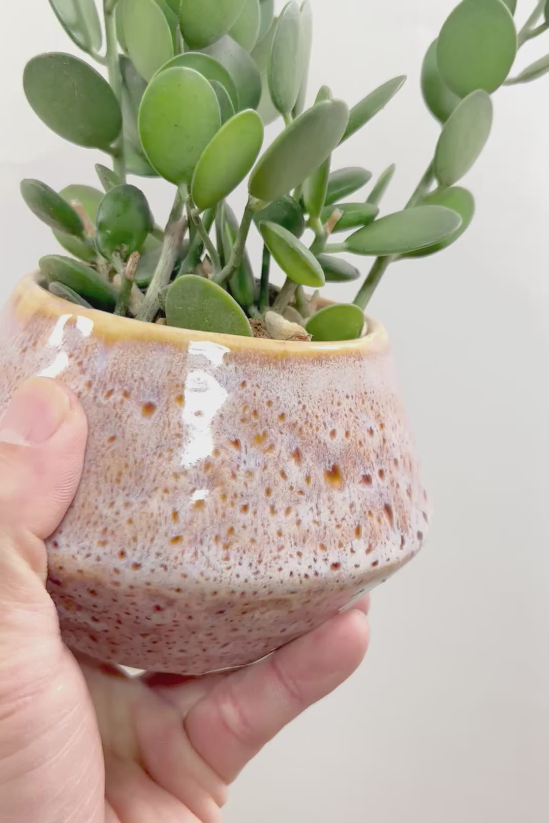 【グリーンドラム】久々の入荷となりました！ここまで立派な個体はなかなか入荷しないのでぜひ！