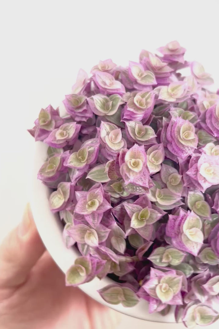 【カリシア ロザート】再入荷しました！かわいいミニタイプ！目が覚めるようなパープルの葉っぱが素敵です！