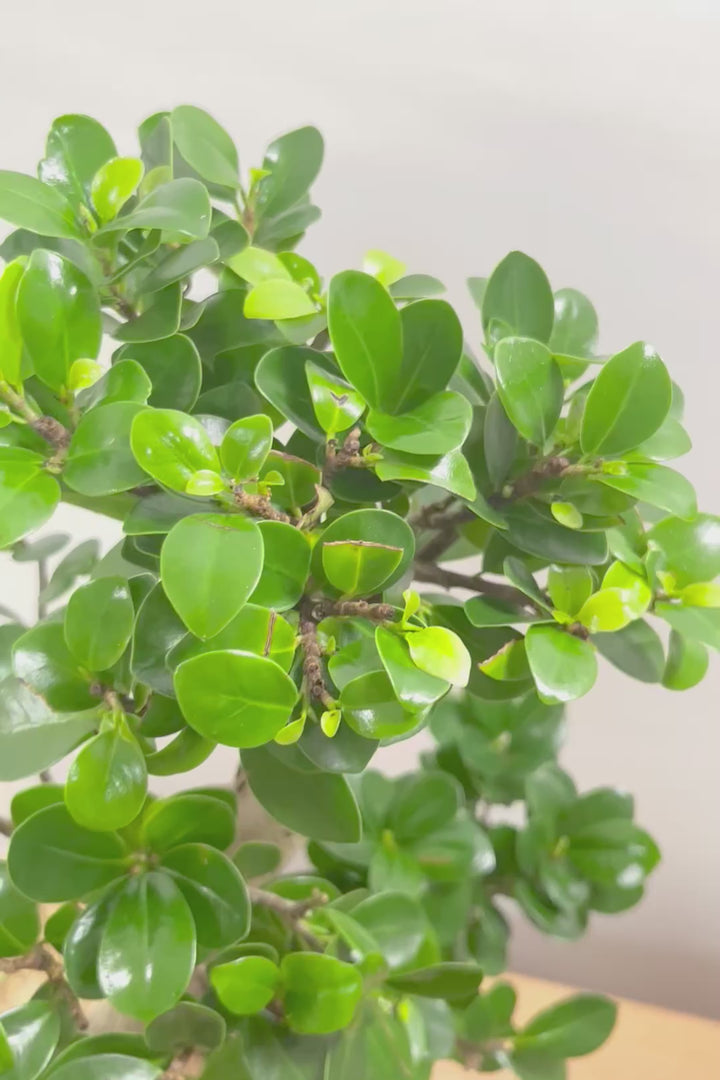 【ガジュマル】軽量なプラスチック鉢！S字にカーブした幹が個性的！仕入れ時に個性的な枝を選んで仕入れてきました！おすすめです！