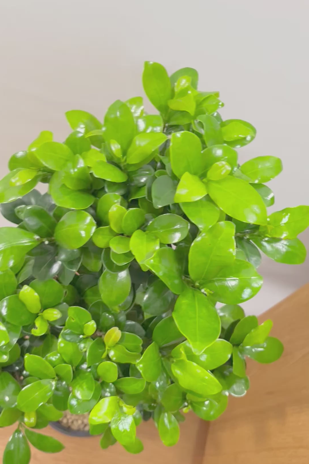 【ガジュマル】S字にカーブした幹が個性的！仕入れ時に個性的な枝を選んで仕入れてきました！おすすめです！