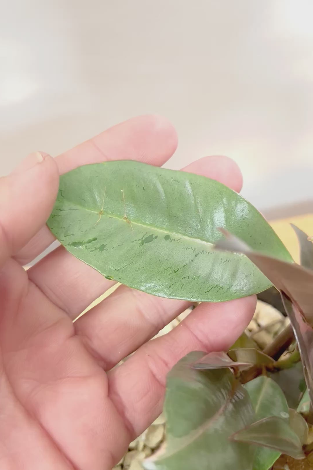 【フィカス ブルールビー】APEGO初入荷！とても濃い葉色が美しい！今後どのように葉色が変化していくか楽しみです！