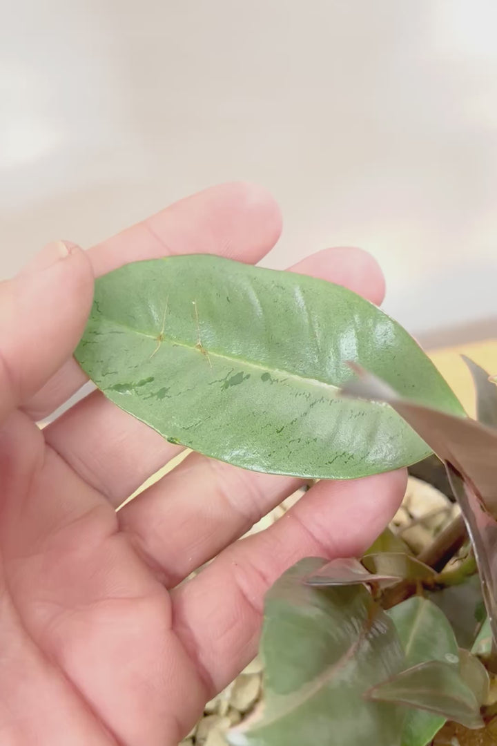 【フィカス ブルールビー】APEGO初入荷！とても濃い葉色が美しい！今後どのように葉色が変化していくか楽しみです！