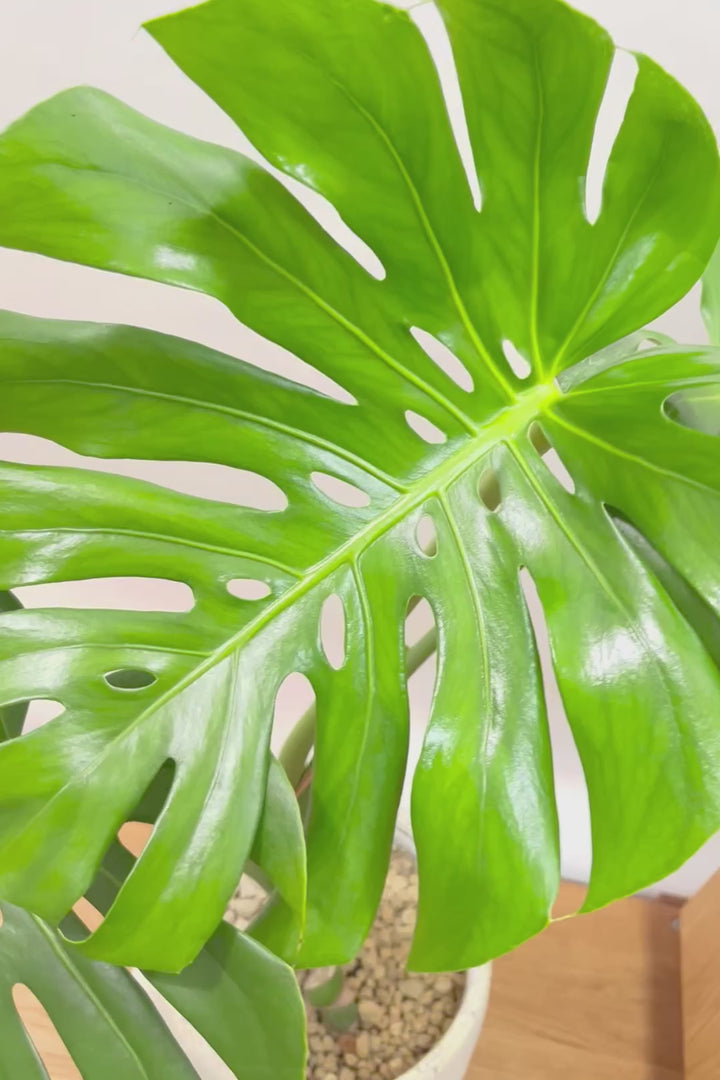 【モンステラ】良い樹形だと思いますよ！全体のバランスがとてもイイ感じで素晴らしいモンステラです！