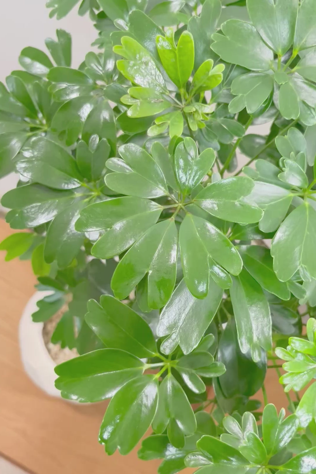 【シェフレラ レナータ】このサイズは今回がラスト！温暖な鹿児島県指宿市で育てられたとても美しいカーブの樹形です！