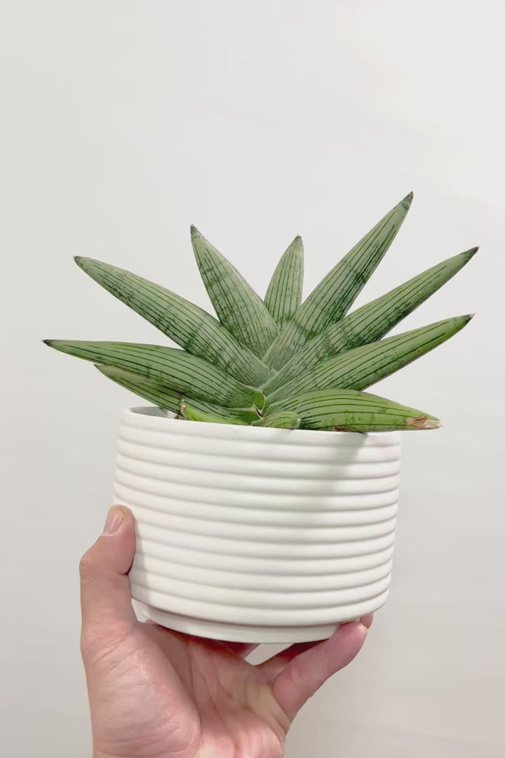 【サンスベリア ルーキー】今回は少し大き目サイズ！葉の模様がとても美しい希少種！いいサイズ感です！