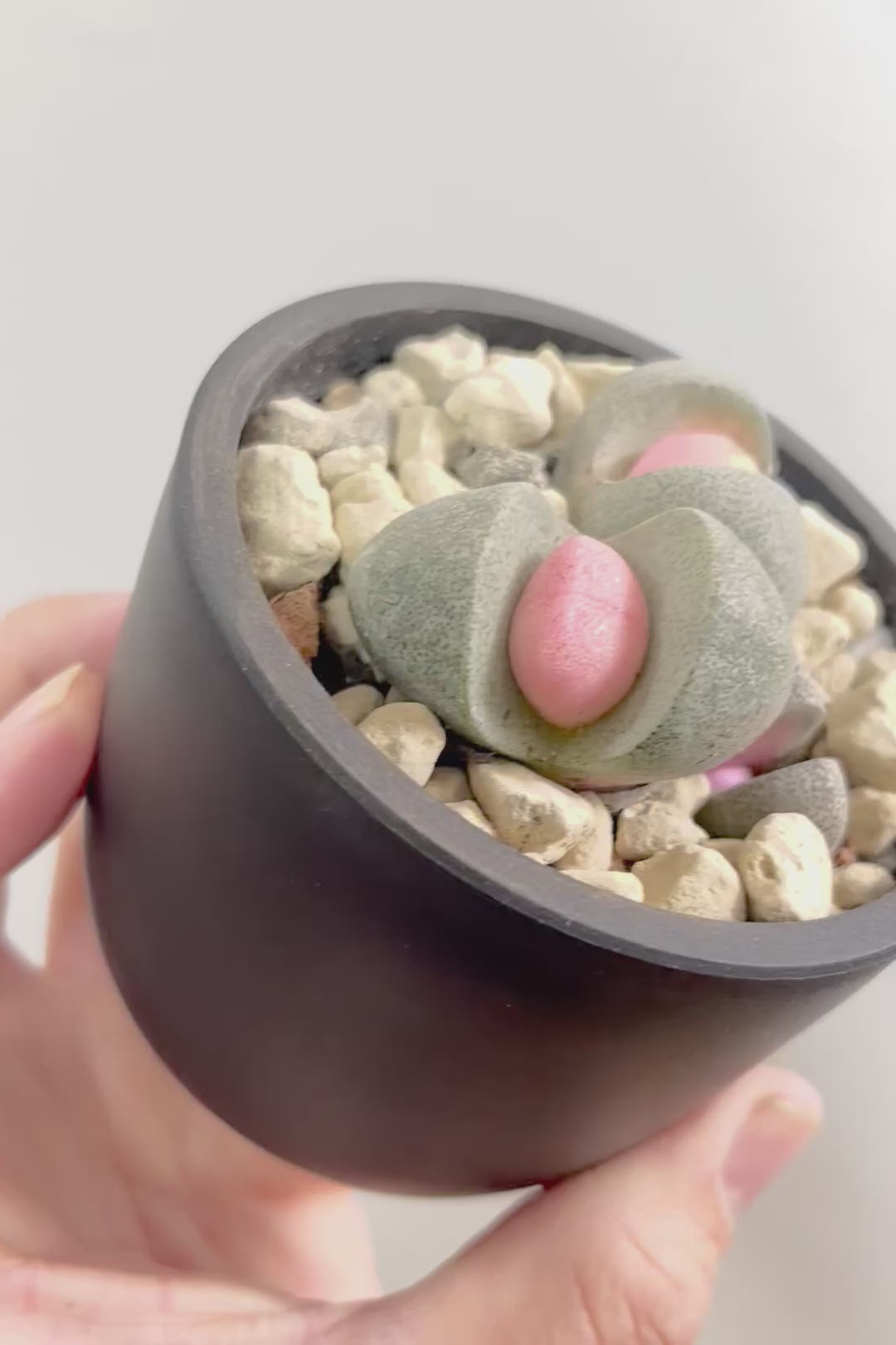 【プレイオスピロス 令和の桃太郎】ちょっとふざけた名前ですが正式な品種名。何とも愛らしいフォルムです♪