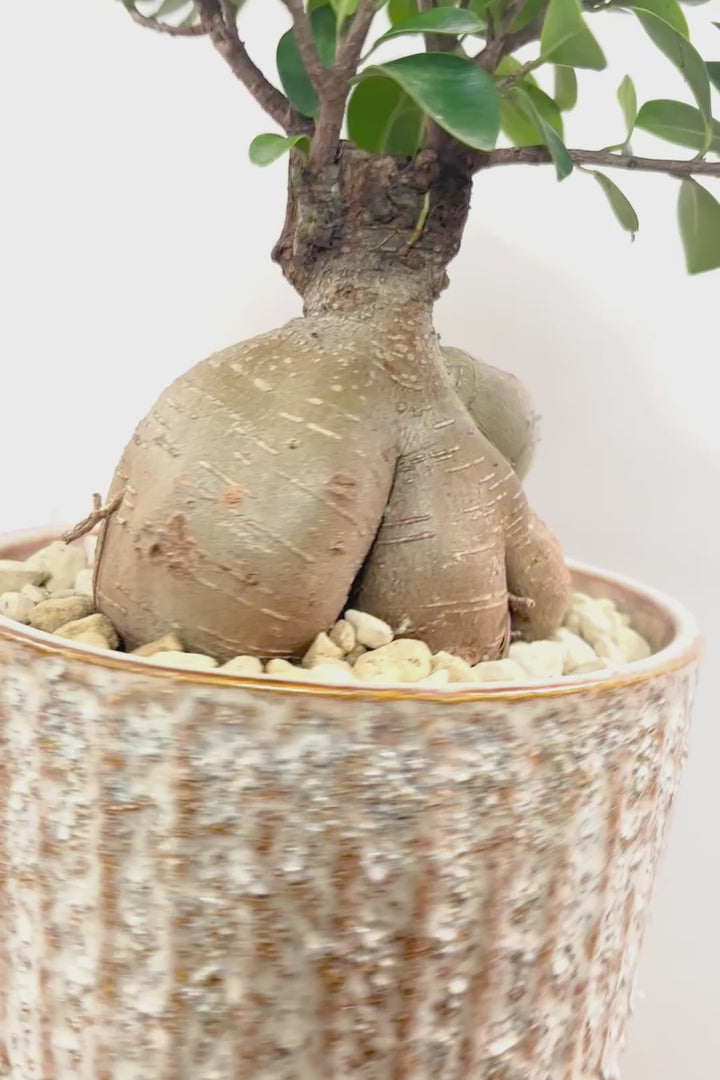 【ガジュマル】この幹は唯一無二！仕入れ時に個性的な個体を選んで仕入れてきました！おすすめです！