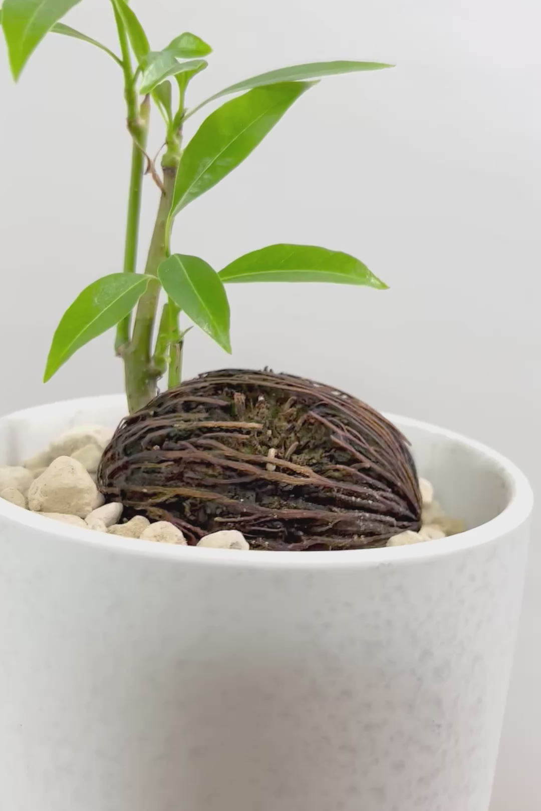 【ケルベラ】ヤシの実を思わせるかわいいフォルム。発芽したてのかわいい葉っぱがたまらなくかわいい♪