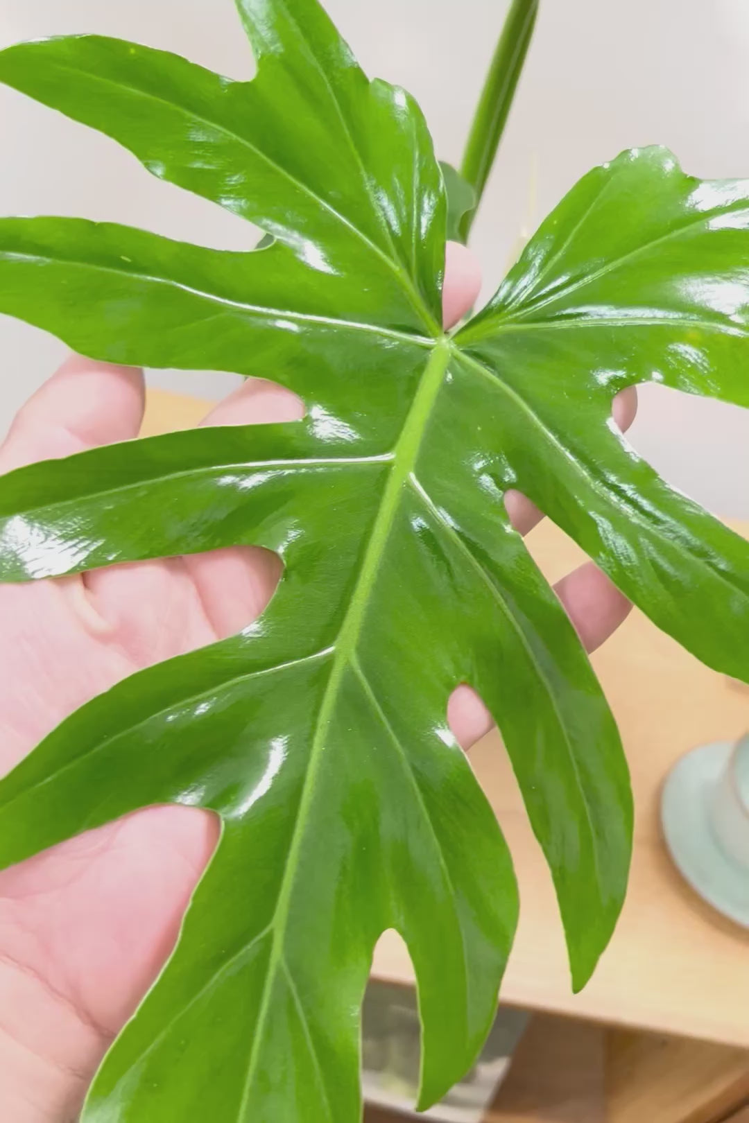 【フィロデンドロン マヨイタヒチ】かわいいデザインのＰＯＴ！大きくてギザギザの葉が特徴です！ボリュームもありますよ！