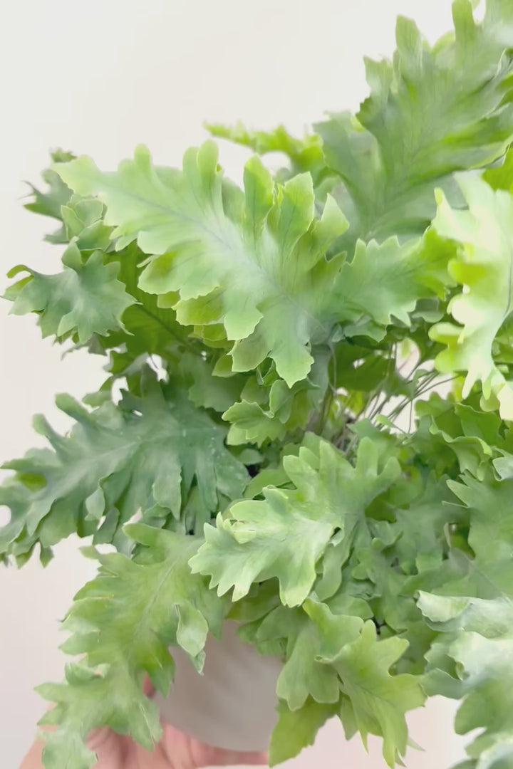 【フレボディウム オーレウムダバナ】ポリプロピレン製のシンプルなPOT。人気のシルバーリーフ！見た目はフリフリ質感はシャリシャリのかわいい葉です！