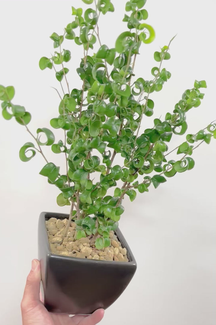【ベンジャミン バロック】シンプルなブラックのスクエアPOT。植物のフォルムのバランスが最高だと思います！