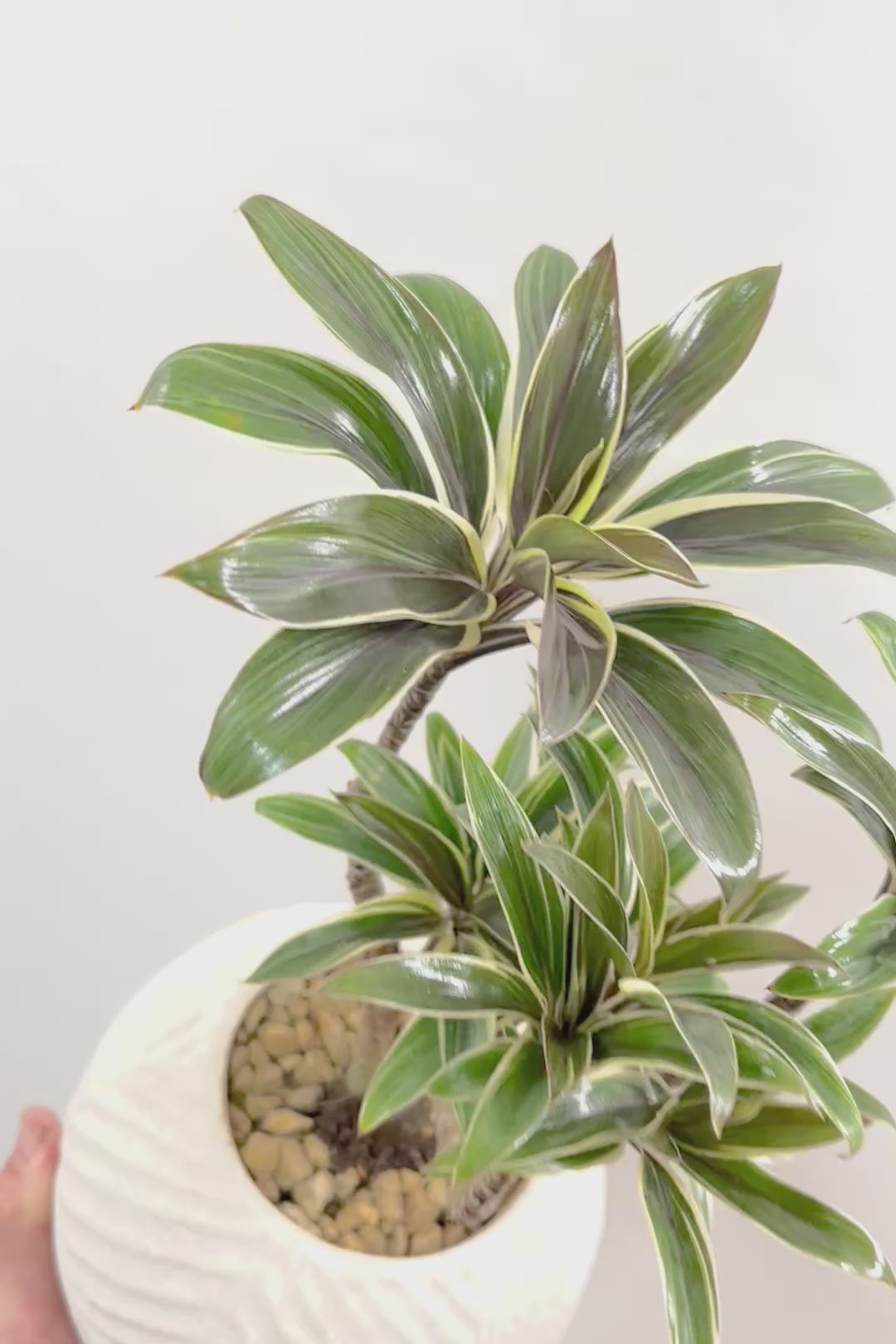 【コルジリネ コーヒーコンパクタ】シブイ葉色が素敵♪生産者さんが時間をかけて仕立てました！これは他には無い樹形だと思います！