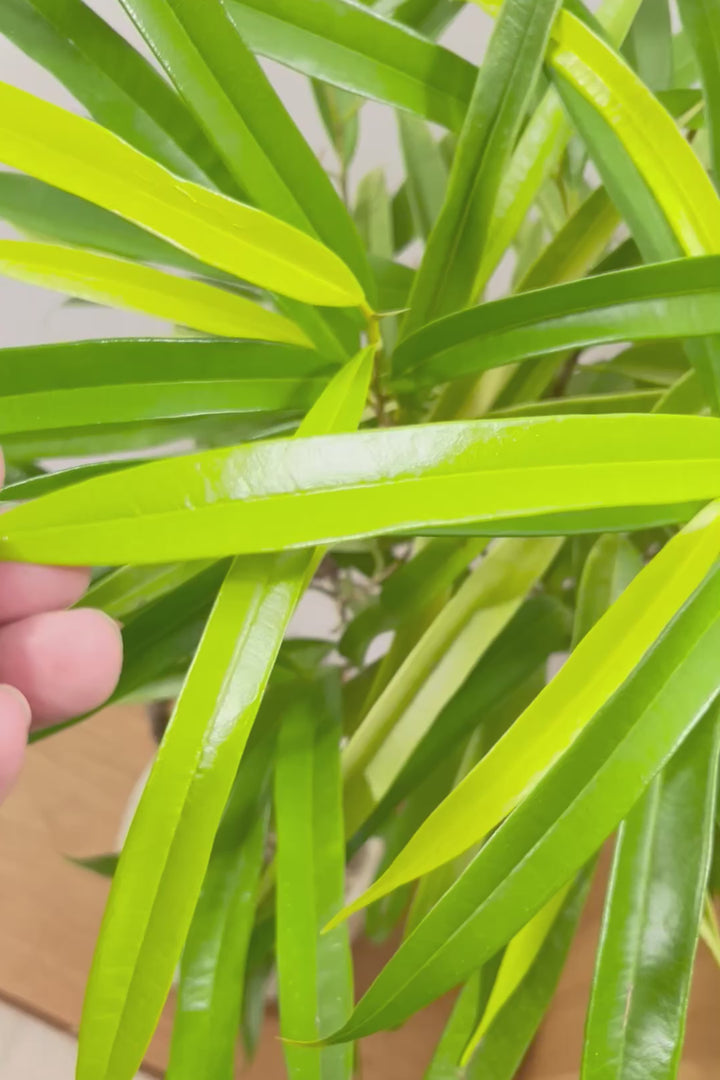 【フィカス アムステルダムゴールド】超希少！葉がゴールドバージョンのアムステルダムです！