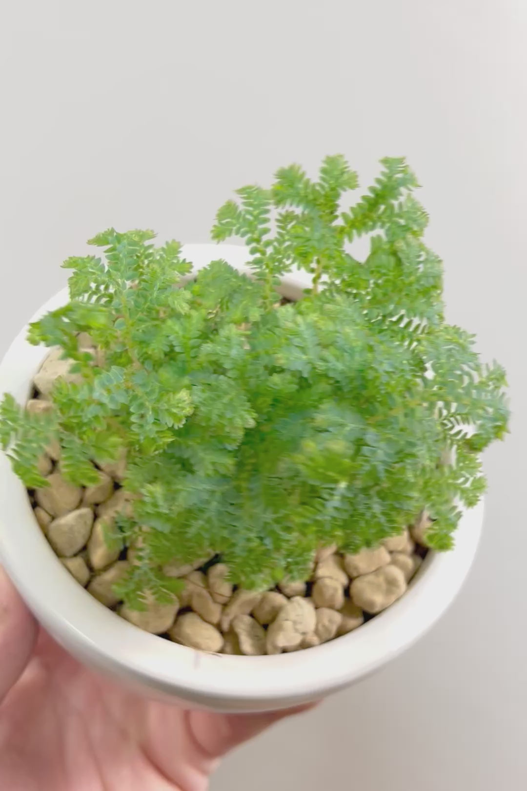 【レインボーファン】ふわふわした雰囲気がとってもかわいい観葉植物。しかも日陰に強い！